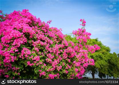 Pink bougainvillea flower beautiful blossoming in the garden park and blue sky background