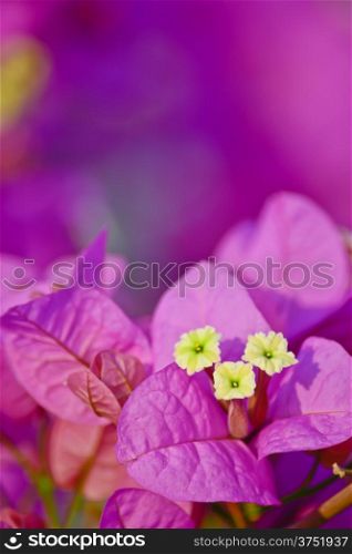 Pink bougainvillea flower in summer day