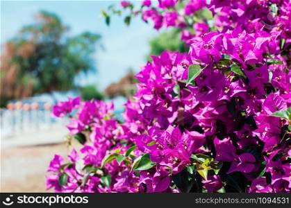 Pink bougainvillea flowers in bloom on a sunny day, green park and blue sky in the background. Turkey or Greece coast