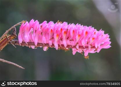 Pink bouquet of Toothbrush Orchid flower or Dendrobium secundum on tree
