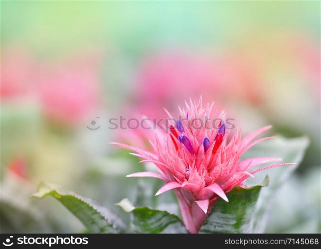 Pink bromeliad flower in garden / Aechmea fasciata Bromeliad