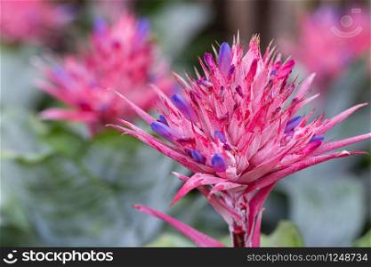 Pink bromeliad flower in garden at sunny summer or spring day for postcard beauty decoration and agriculture design. Aechmea fasciata Bromeliad.