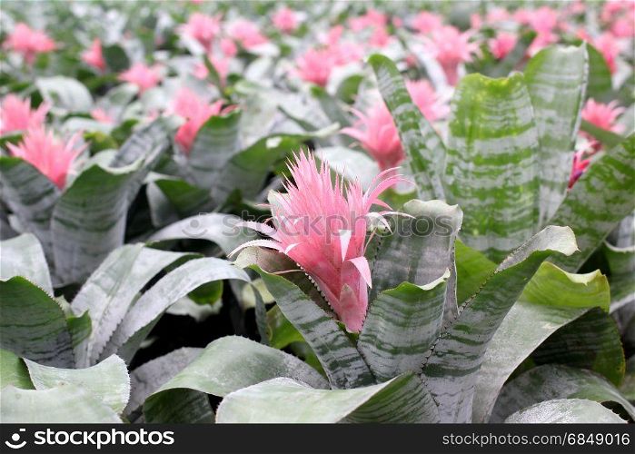 pink bromeliad guzmania magnifica flower in garden