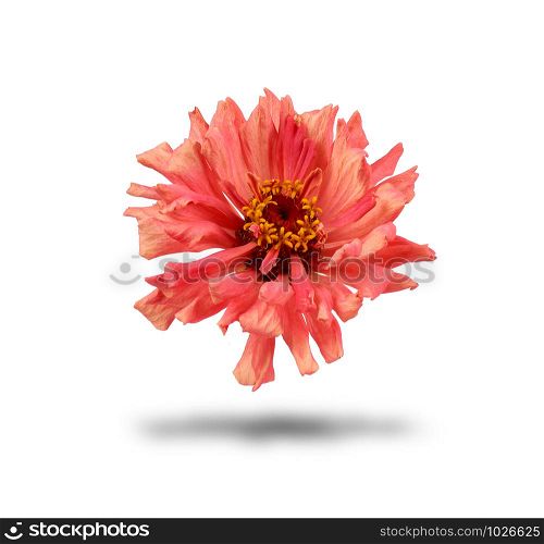 pink bud of blooming zinnia isolated on white background, close up
