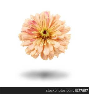 pink bud of blooming zinnia isolated on white background, close up