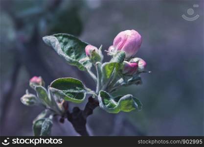 Pink buds of a blossoming apple tree close-up against a blurred background. Selective focus, space for copy, shallow depth of field.