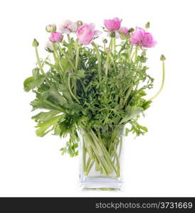 pink buttercups in front of white background