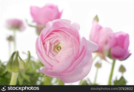 pink buttercups in front of white background