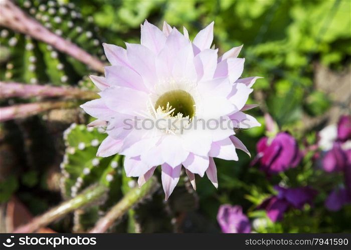 Pink Cactus flower: this flower blooms once a year, horizontal image