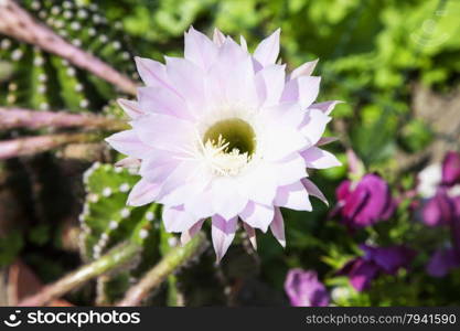 Pink Cactus flower: this flower blooms once a year, horizontal image