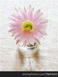 Pink Cactus flower: this flower blooms once a year, vertical image