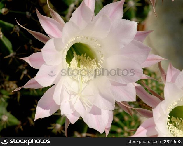 Pink cactus flowers that blooms for only one day