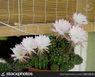 Pink cactus flowers that blooms for only one day