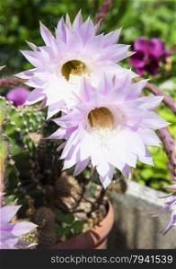 Pink Cactus flowers: this flower blooms once a year, horizontal image