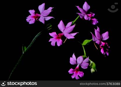 Pink Calanthe, Calanthe rubens, terrestial orchid