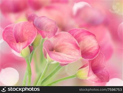 Pink Calla lilly flowers on defocused bokeh background. Calla lilly