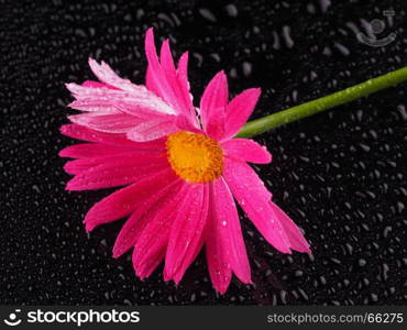 Pink camomile on a dark background