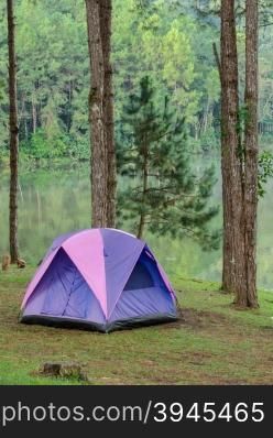 Pink camping tents in pine tree forest near lake at Pang Oung national park in Mae Hong Son, Thailand