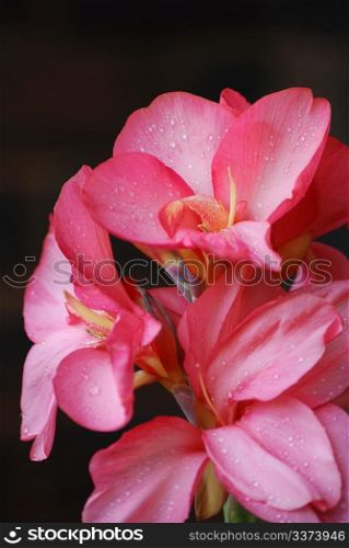 Pink cana lilly