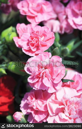 Pink carnation