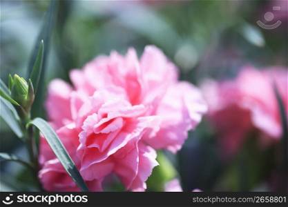 Pink carnation