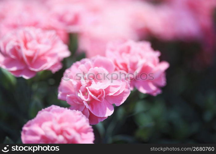 Pink carnation