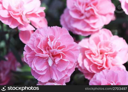 Pink carnation