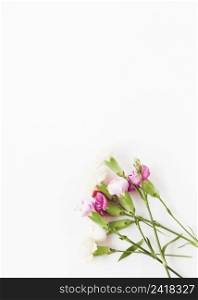 pink carnation flowers white background
