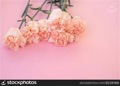 Pink carnations on a pink background. Place for text. Pink carnations on a pink background