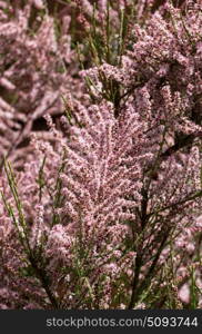 Pink Cascade flowers in summer