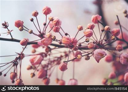 pink cassia bakeriana flower with blue sky, pink flower