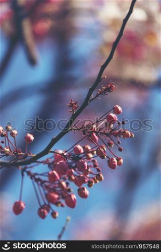 pink cassia bakeriana flower with blue sky, pink flower
