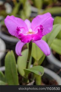 Pink Cattleya orchid flower