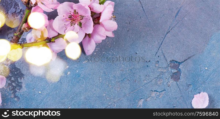 pink cherry blossom flowers frame on gray and blue background, web banner. pink cherry blossom