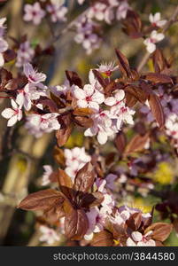 Pink cherry blossom in spring garden can use as background