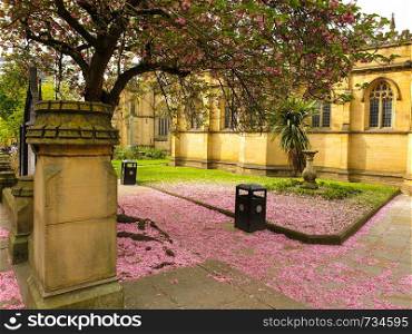 Pink cherry blossom petals covering the ground under a sakura tree outside Manchester Cathedral in spring