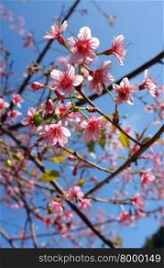 Pink cherry blossom, sakura