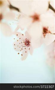 Pink cherry blossom sakura against blue sky