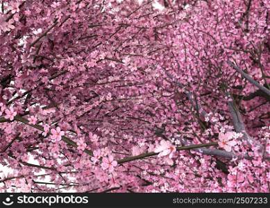 Pink cherry blossom tree branches, Sakura isolated on white, 3d illustration.
