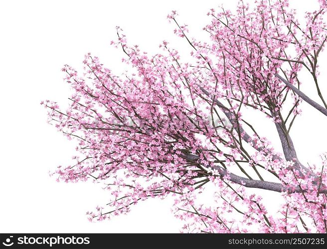 Pink cherry blossom tree branches, Sakura isolated on white, 3d illustration.