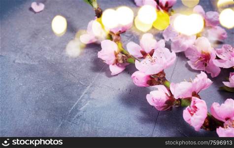 pink cherry blossom twigs with flowers on gray background, web banner. pink cherry blossom