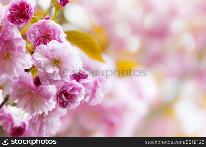 Pink cherry blossoms background. Pink spring background with cherry blossom flowers on flowering tree branch blooming in orchard
