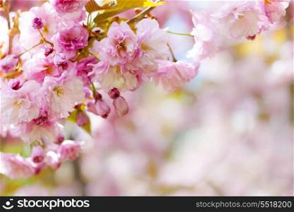 Pink cherry blossoms background. Pink spring background with cherry blossom flowers on flowering tree branch blooming in orchard