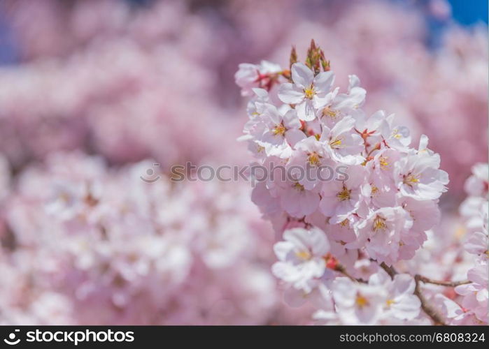 Pink Cherry blossoms in full bloom against blue sky,Japan