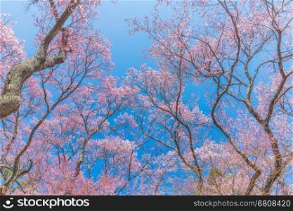 Pink Cherry blossoms in full bloom against blue sky,Japan