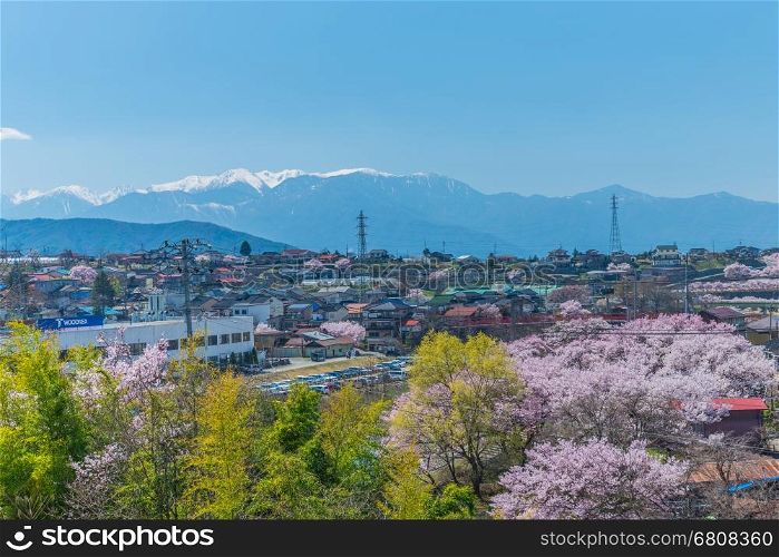 Pink Cherry blossoms in full bloom in Ina City of Nagano Prefecture