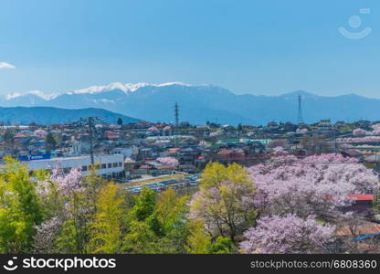 Pink Cherry blossoms in full bloom in Ina City of Nagano Prefecture