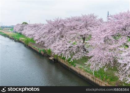 Pink Cherry Blossoms in full bloom,Satima Prefeture,Japan