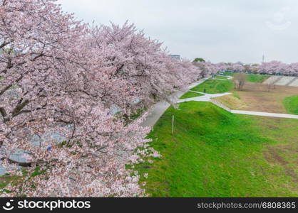 Pink Cherry Blossoms in full bloom,Satima Prefeture,Japan