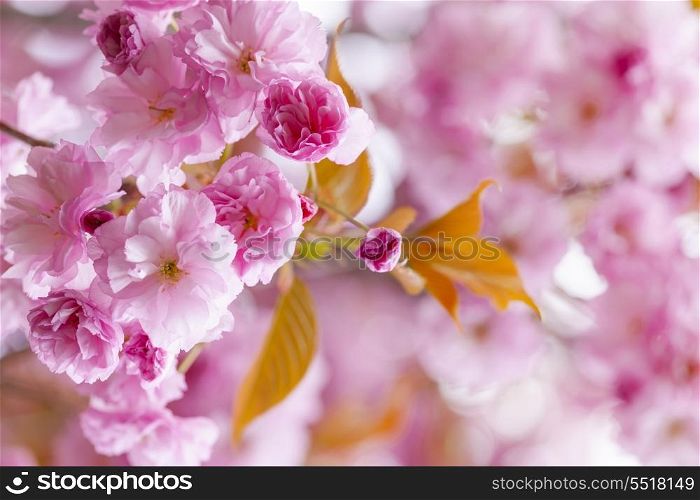 Pink cherry blossoms in spring orchard. Pink cherry blossom flowers on flowering tree branch blooming in spring orchard with copy space